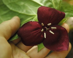 Trillium vaseyi