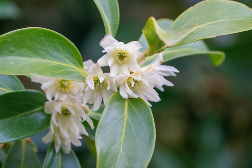 Image of Illicium anisatum by (c) WATANABE Hitoshi 渡辺仁, some rights reserved (CC BY)