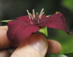Trillium vaseyi