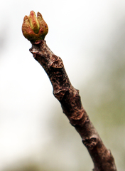 Toxicodendron vernix