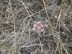 Asclepias senecionifolia