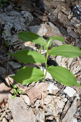 Maianthemum