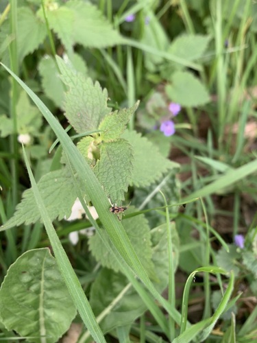 monoceros beetle, Wageningen, NL, photo 7 of 10