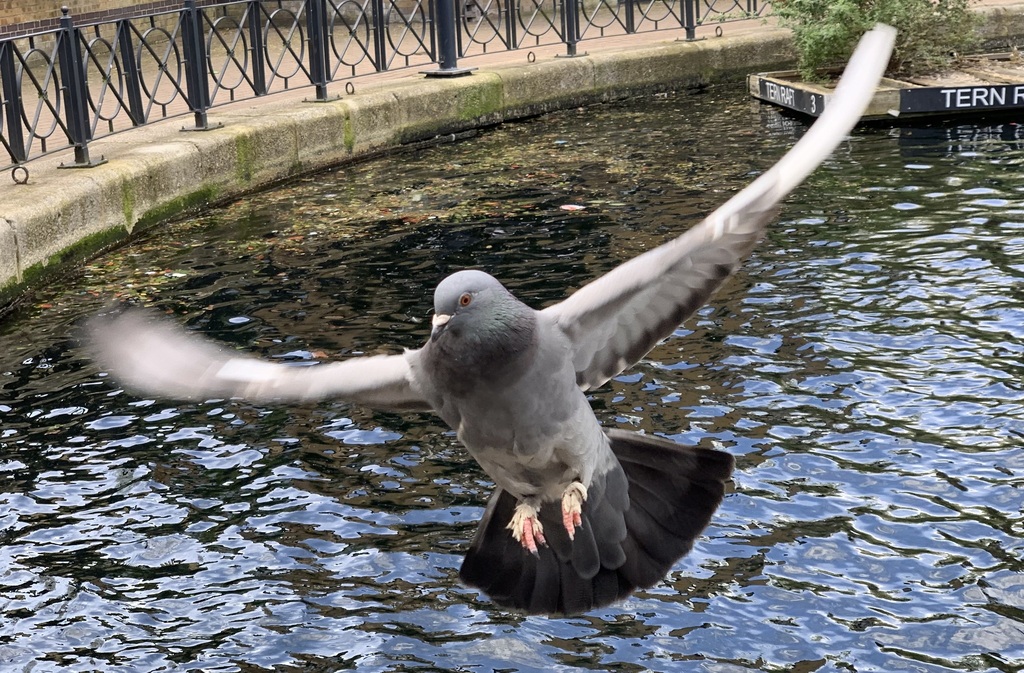 Pigeon biset