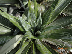 Celmisia semicordata