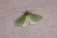 Synchlora faseolaria