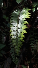 Asplenium praemorsum