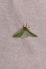 Synchlora faseolaria