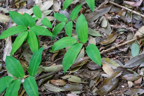 Image of Disporum smilacinum by (c) WATANABE Hitoshi 渡辺仁, some rights reserved (CC BY)