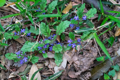 Ajuga decumbens, photograph WATANABE Hitoshi 渡辺仁, CC BY, iNaturalist via GBIF