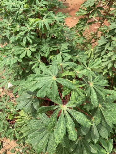 Cassava