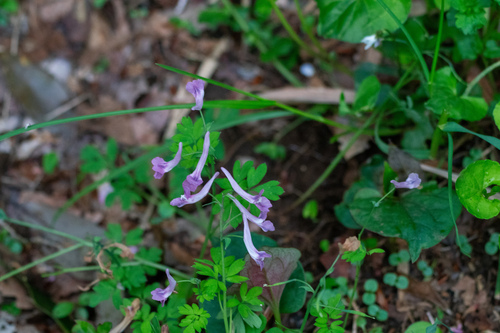 Image of Corydalis decumbens by (c) WATANABE Hitoshi 渡辺仁, some rights reserved (CC BY)