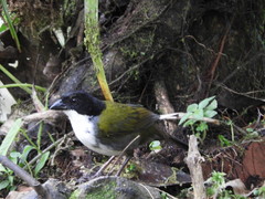 Arremon atricapillus