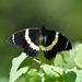 Papilio garamas abderus - Photo (c) Ignacio A. Rodríguez, μερικά δικαιώματα διατηρούνται (CC BY-NC-ND), uploaded by Ignacio A. Rodríguez