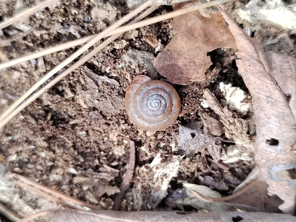Aegista laoyelingensis