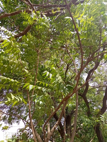 Neem