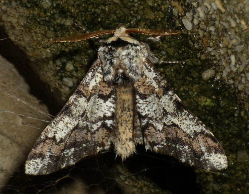 Biston strataria