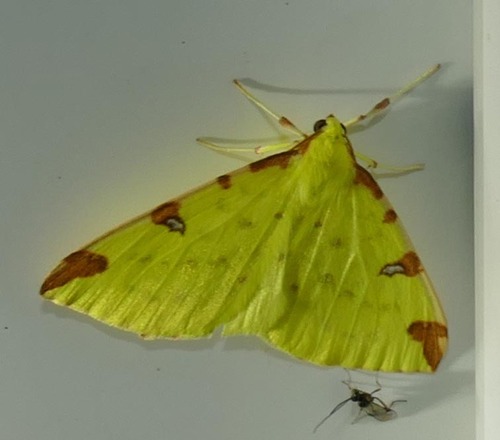 Opisthograptis luteolata
