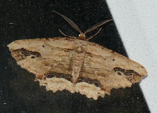 Menophra abruptaria