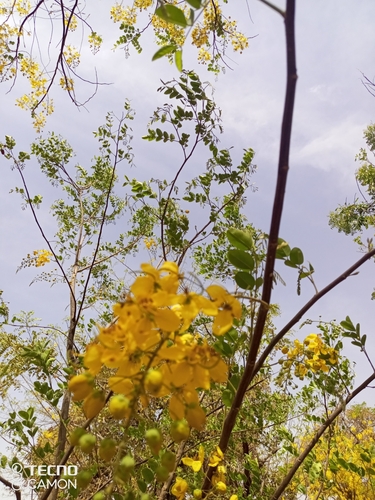Golden Shower Tree