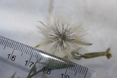 Porophyllum ruderale