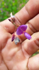 Desmodium molliculum