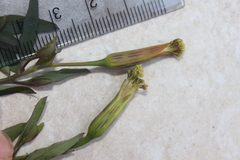Porophyllum ruderale