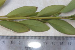 Porophyllum ruderale