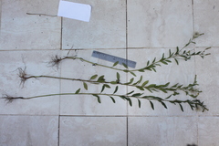 Porophyllum ruderale
