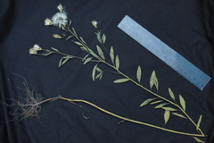 Porophyllum ruderale