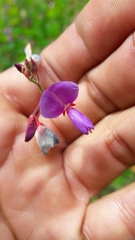Desmodium molliculum