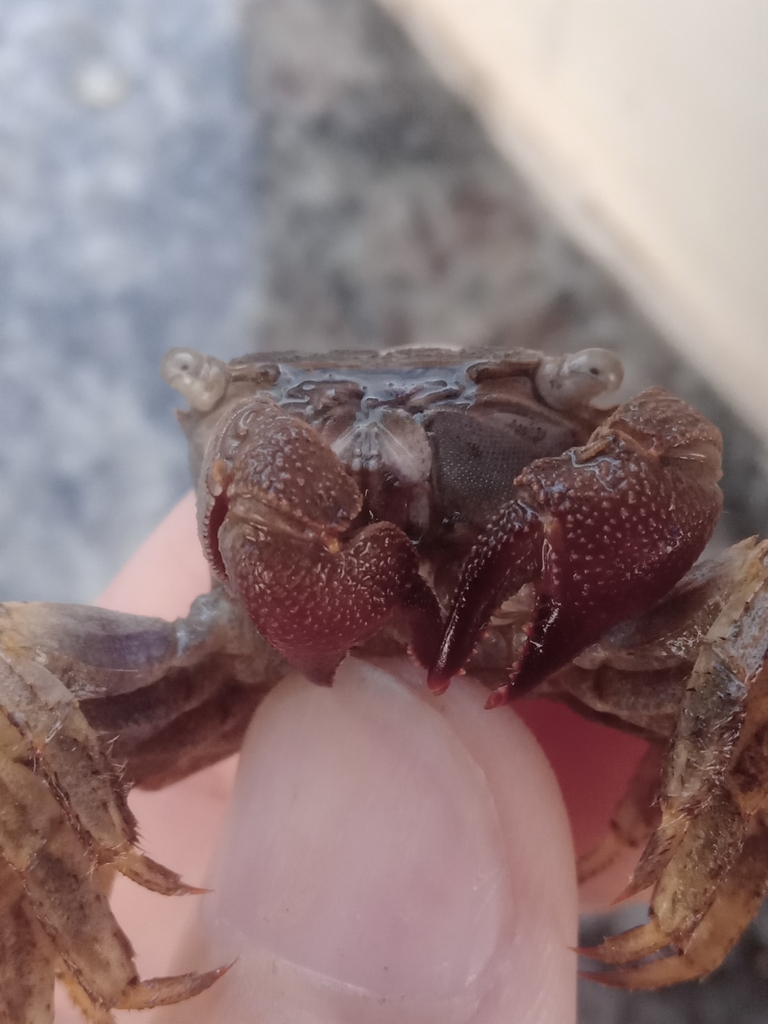 Armases rubripes