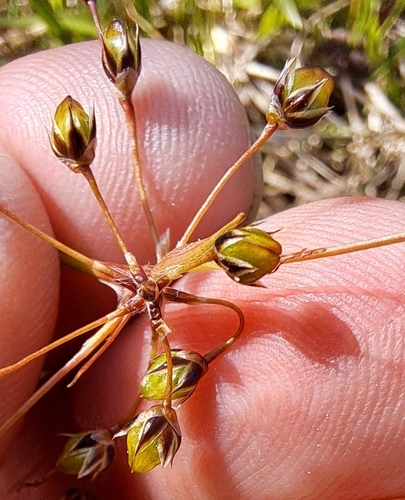 Image of Luzula luzulina by (c) Markus Krieger, some rights reserved (CC BY)