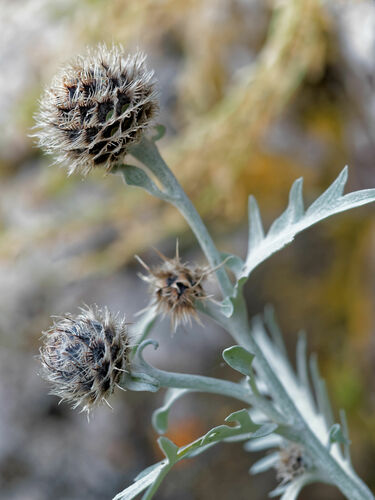 Centaurea clementei, photograph 5