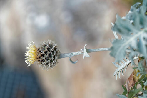 Centaurea clementei, photograph 3