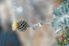 (c) Thierry Arbault, some rights reserved (CC BY) Centaurea clementei, photograph (c) Thierry Arbault, some rights reserved (CC BY)