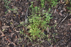 Claytonia parviflora viridis