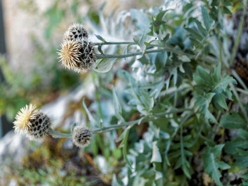 Centaurea clementei, photograph 6