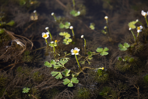 Brackish Water-crowfoot