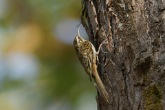 Hume's Treecreeper photo 3