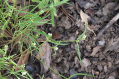 Claytonia parviflora viridis
