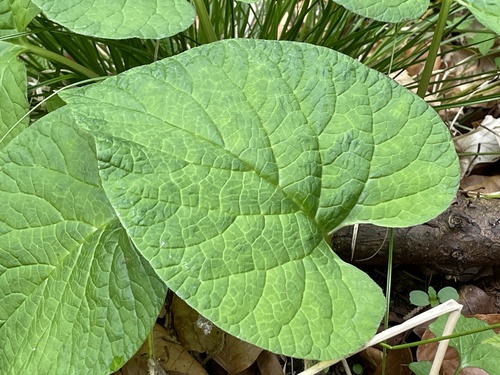 Image of Symphytum cordatum by (c) chysto.de, some rights reserved (CC BY)