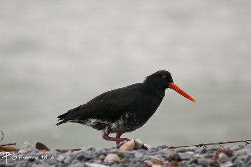 Variable Oystercatcher