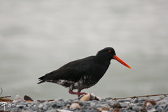 Variable Oystercatcher photo 3