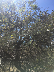 Masticophis lateralis