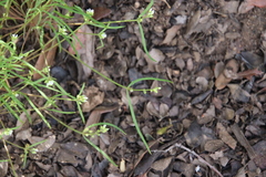 Claytonia parviflora viridis