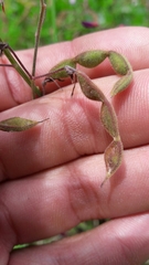 Desmodium molliculum