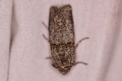 Sympistis perscripta