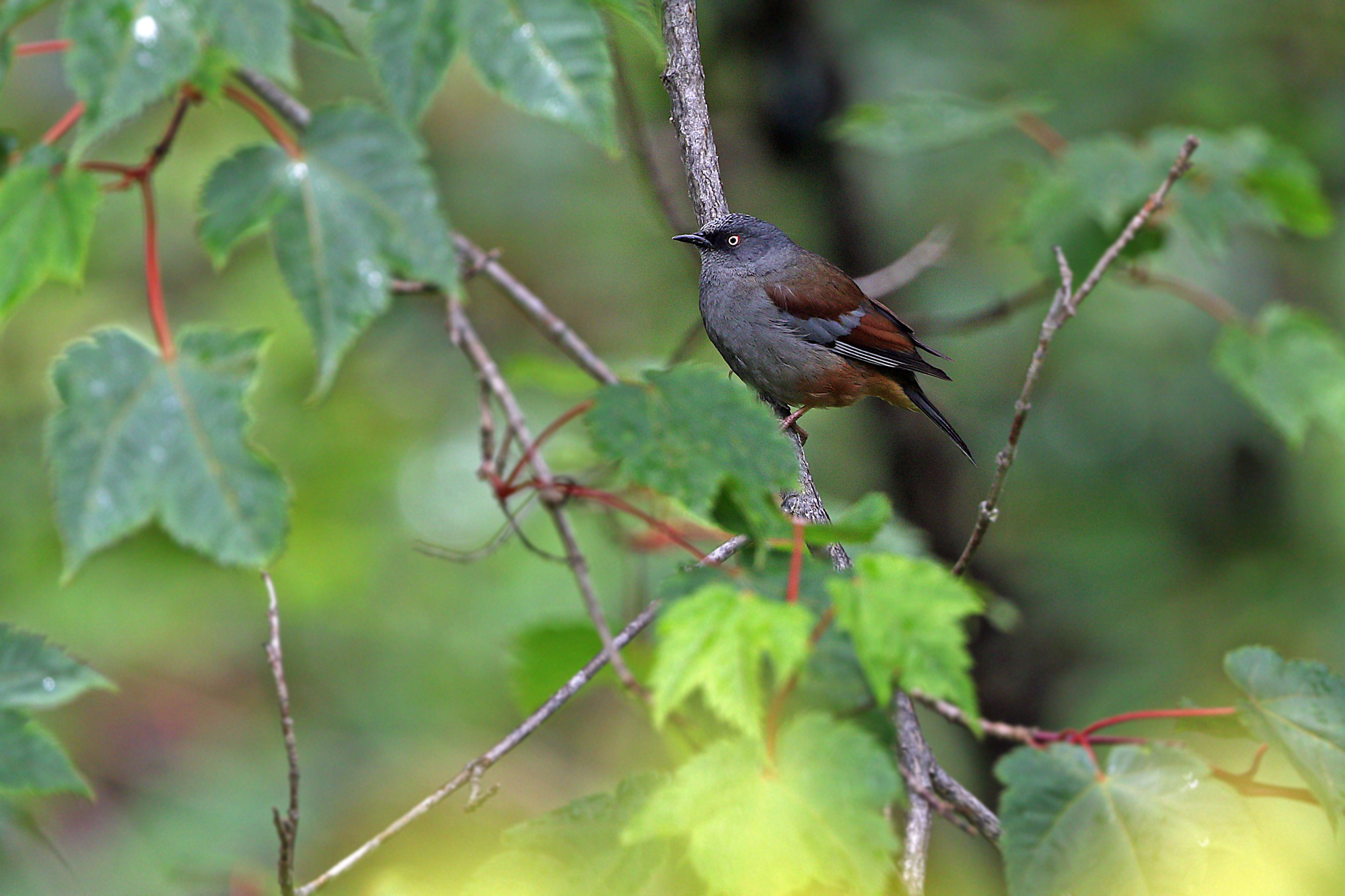 Maroon-backed Accentor (Prunella immaculata), photo 5