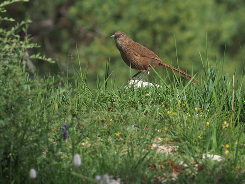 Tibetan Babax (Pterorhinus koslowi), photo 2